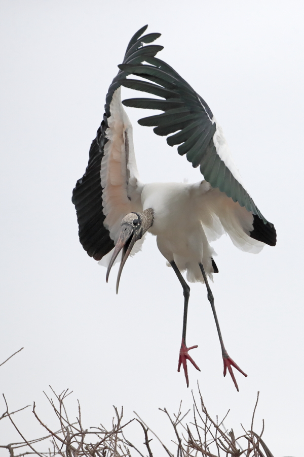 Der Waldstorch hat seinen Verbreitungsschwerpunkt in Süd- und Mittelamerika. In Nordamerika kommt er nur im Südosten (Florida, Georgia, South Carolina) vor. Dort ist er die einzige Storchenart. Er lebt in Feuchtgebieten und ernährt sich von Fischen, Amphibien und großen Insekten.