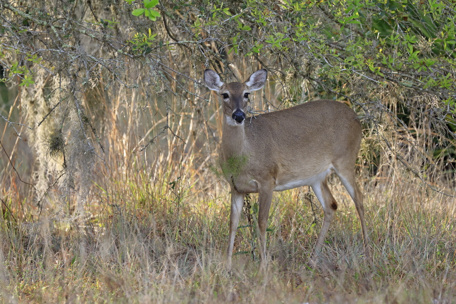 Der Weißwedelhirsch kommt in Florida häufig vor. Normale Tiere erreichen eine Schulterhöhre von ca. 1m, auf den Florida Keys kommt eine Zwergform von nur ca. 60cm Schulterhöhe vor.